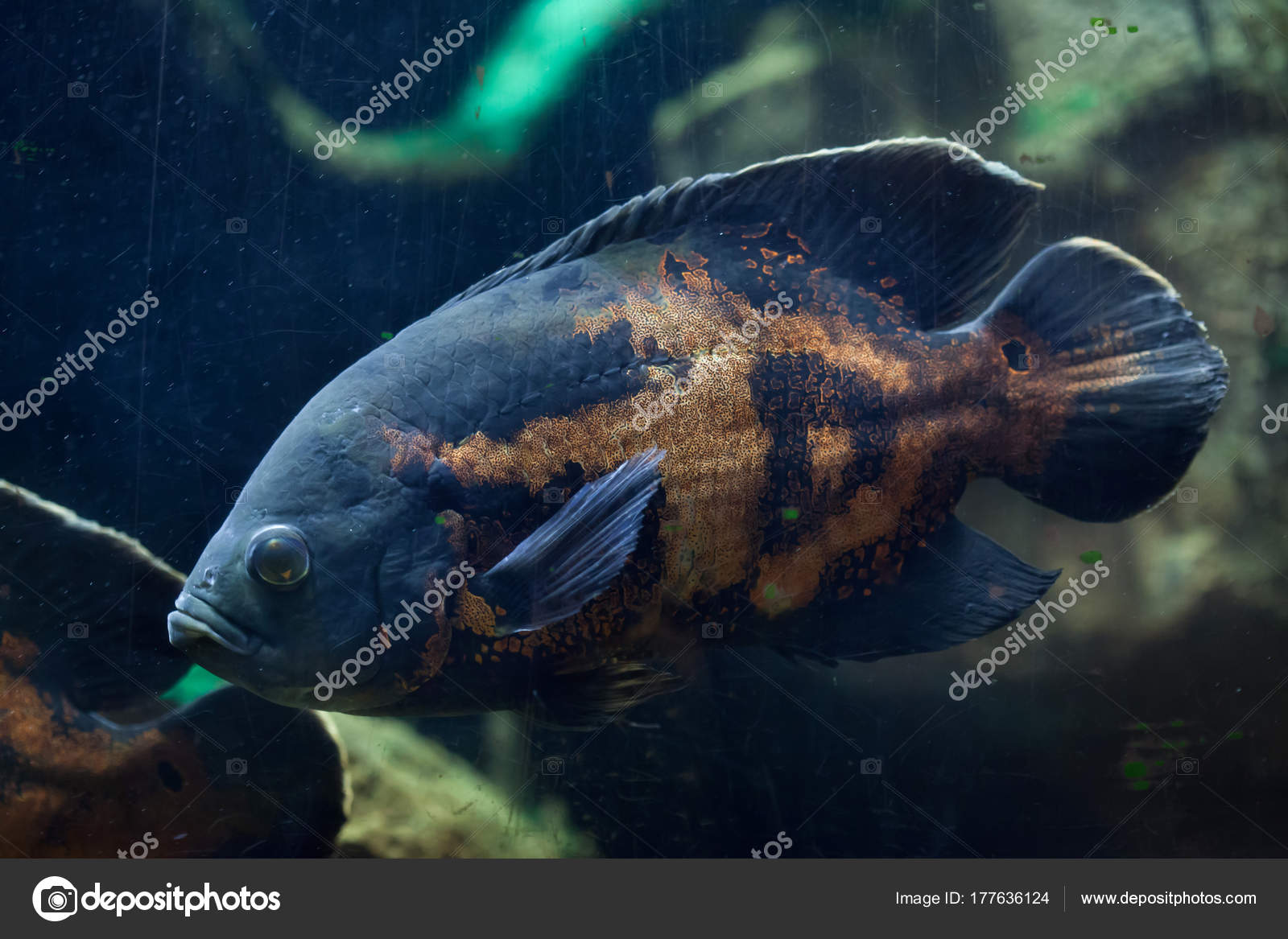 오스카 물고기 Astronotus Ocellatus 입니다 민물고기 — 스톡 사진 ...
