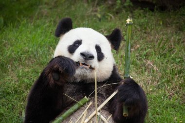 Dev panda (Ailuropoda melanoleuca). Vahşi hayvan. 