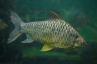 Elmas barb da bilinen sarı gözlü gümüş barb (Hypsibarbus pierrei),.