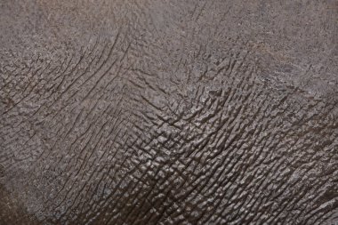 Asya fili (Elephas maximus). Cilt dokusunu.
