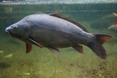 Ayna sazan (Cyprinus carpio carpio).