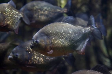 Kırmızı karınlı piranha da bilinen kırmızı piranha (Pygocentrus nattereri).