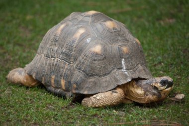 Radyasyonlu kaplumbağa (Astrochelys radiata). Vahşi yaşam hayvanı.. 