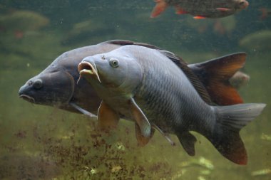 vahşi ortak sazan (cyprinus carpio). 