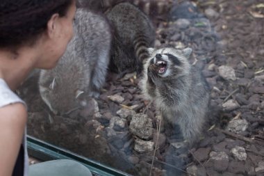 SAINT-AIGNAN, FRANCE - JUNE 30, 2016: Visitor looks the newborn raccoon (Procyon lotor), also known as the North American raccoon at Beauval Zoo in Saint-Aignan sur Cher, France.