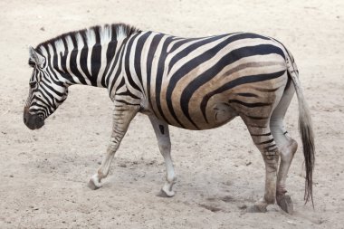 Chapman'ın zebra (equus quagga chapmani).