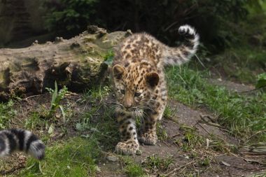 Three-month-old Amur leopard (Panthera pardus orientalis).  clipart