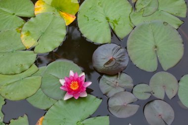 Beyaz nilüfer da bilinen yıldız lotus (Nymphaea nouchali),. 