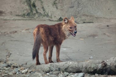 Ayrıca Hint vahşi köpeği olarak bilinen Ussuri dhole (Cuon alpinus alpinus),.