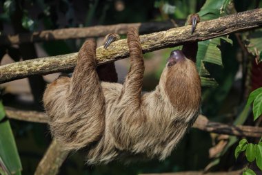 Linnaeus's two-toed sloth (Choloepus didactylus), also known as the southern two-toed sloth. clipart