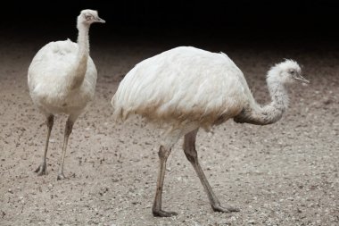 Büyük rhea (Rhea americana), ortak rhea da bilinir. Beyaz leucistic formu.