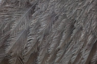 Büyük rhea (Rhea americana), ortak rhea da bilinir. Kuş tüyü doku.