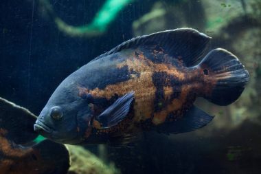 Oscar balığı (Astronotus ocellatus). Tropikal tatlı su balığı. 