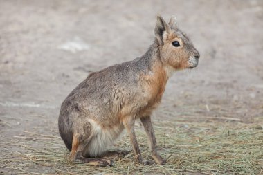 Patagonya cavy da bilinen Patagonya mara (Dolichotis patagonum),.