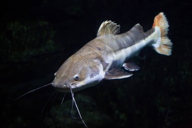 Redtail catfish (Phractocephalus hemioliopterus). Freshwater fish. clipart