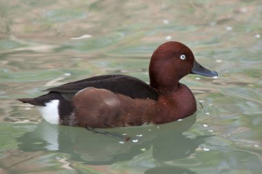 Ferruginous ördek (Aythya nyroca), ayrıca ferruginous pakta bilinen.