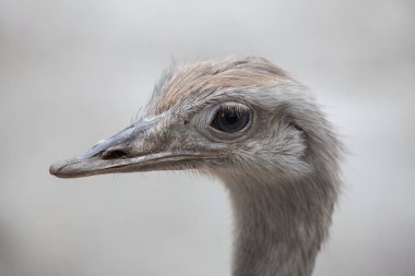 Daha büyük rhea (Rhea americana), bilinen adıyla Rhea..