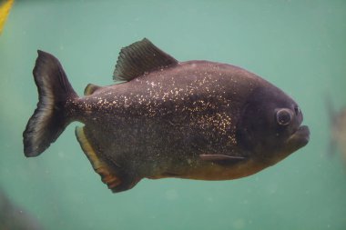 Kırmızı karınlı piranha da bilinen kırmızı piranha (Pygocentrus nattereri).