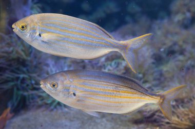 Salema porgy balık (Sarpa dolaştığı).