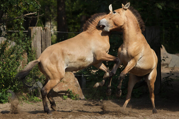 Przewalski's horse (Equus ferus przewalskii), also known as the Asian wild horse. 
