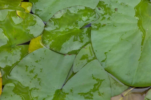 Estrella Loto Nymphaea Nouchali También Conocido Como Lirio Agua Blanca —  Fotos de Stock