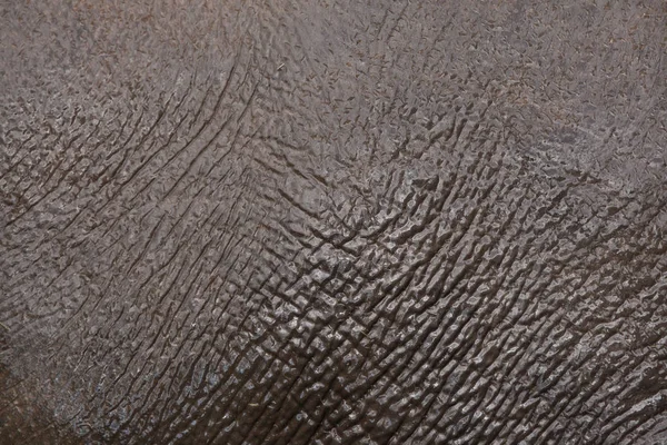 Asian Elephant Elephas Maximus Skin Texture — Stock Photo, Image