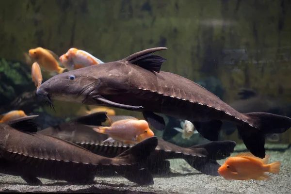 Ripsaw Catfish Oxydoras Niger Also Known Plated Catfish Cuiu Cuiu — Stock Photo, Image