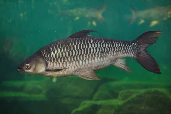 Hoven Karpia Leptobarbus Hoevenii Znany Również Jako Szalony Barb Lub — Zdjęcie stockowe