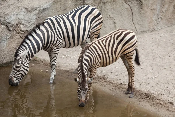 Zebra Chapman Equus Quagga Chapmani — Fotografia de Stock