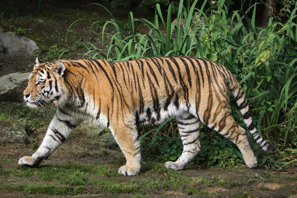 Siberian tiger (Panthera tigris altaica), also known as the Amur tiger.