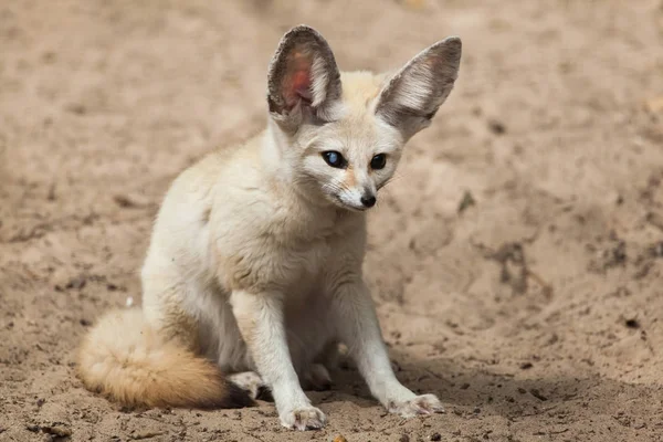 Fenek Vulpes Zerda Dzikich Zwierząt — Zdjęcie stockowe