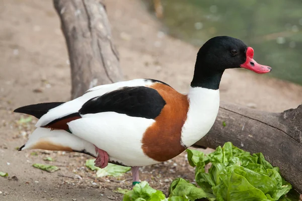 Scaffale Comune Tadorna Tadorna Animali Selvatici — Foto Stock