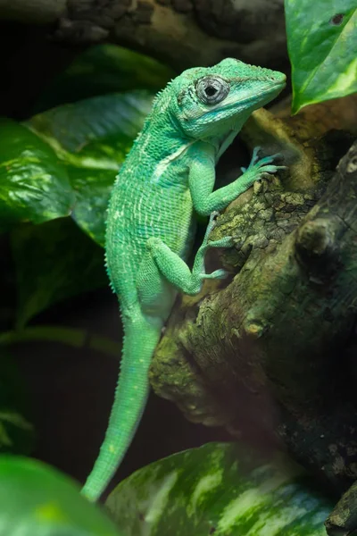Knight Anole Anolis Equestris Also Known Cuban Knight Anole — Stock Photo, Image