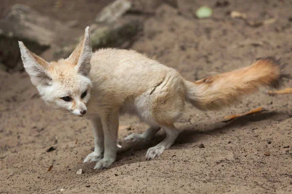 Fennec Fox Vulpes Zerda Animali Selvatici — Foto Stock