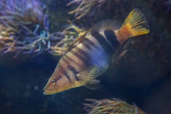 Comber Pintado Serranus Scriba Peces Tropicales —  Fotos de Stock