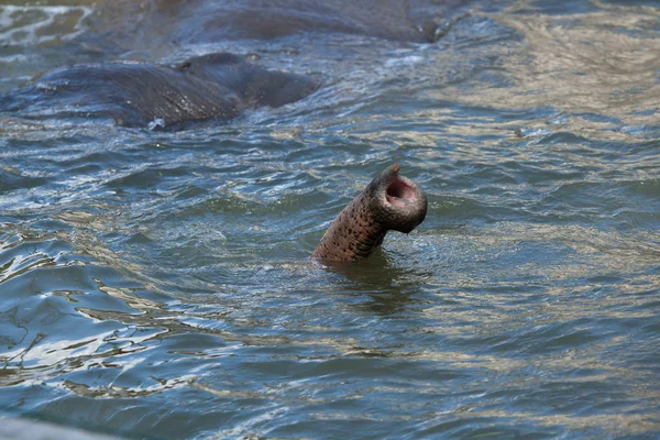 Asian Elephant Elephas Maximus Bathing — Stock Photo, Image