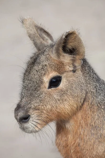 Mara Patagonique Dolichotis Patagonum Également Connu Sous Nom Cavité Patagonique — Photo