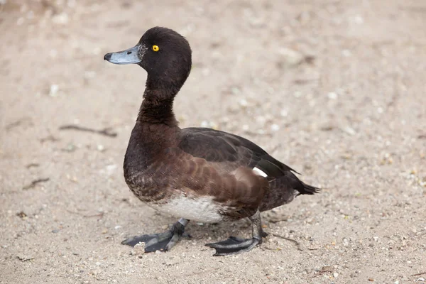 Pato Copetudo Aythya Fuligula Vida Silvestre Animal — Foto de Stock