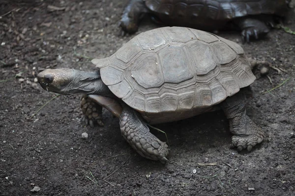 Asian Giant Tortoise Manouria Emys Emys Also Known Southern Brown — Stock Photo, Image