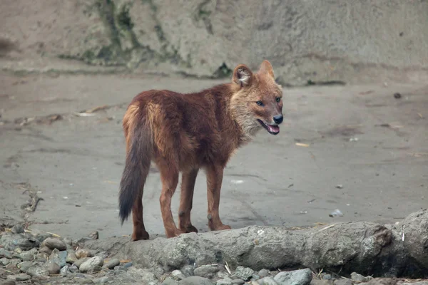 Ussuri Dhole Cuon Alpinus Alpinus Também Conhecido Como Cão Selvagem — Fotografia de Stock