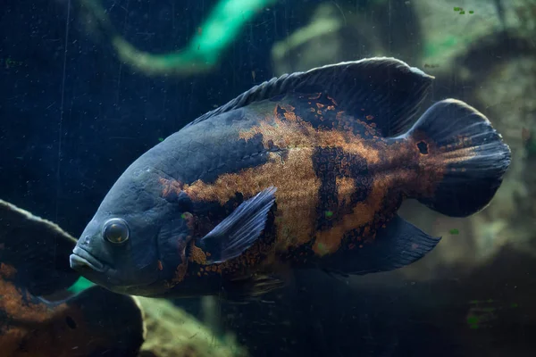Рыба Оскар Astronotus Ocellatus Тропические Пресноводные — стоковое фото