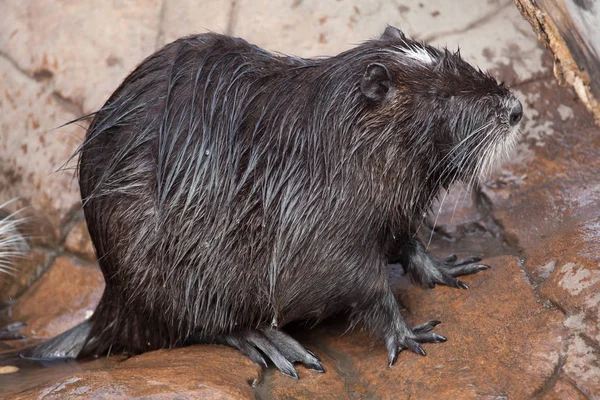 Sumpbäver Myocastor Coypus Också Känd Som River Rat Eller Nutria — Stockfoto