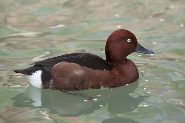 铁锈色鸭 Nyroca 也称为铁锈色的红头潜鸭 — 图库照片