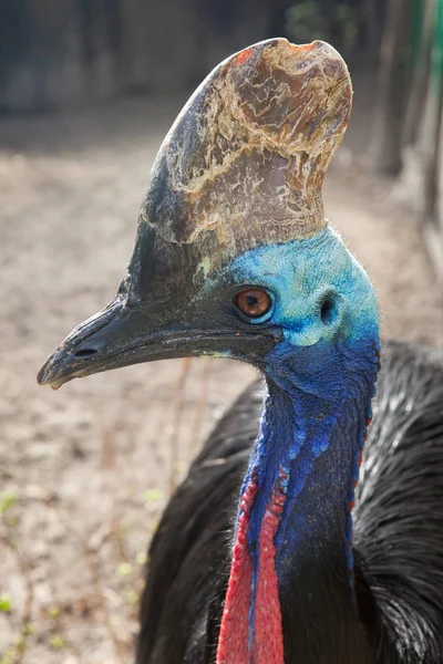 Southern Cassowary Casuarius Casuarius Also Known Double Wattled Cassowary — Stock Photo, Image