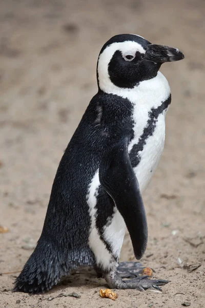 Pingouin Afrique Spheniscus Demersus Également Connu Sous Nom Pingouin Amérique — Photo