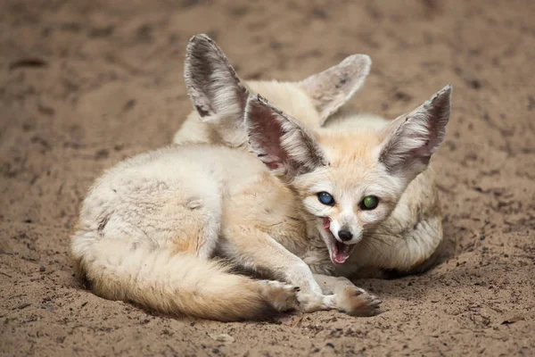 Fenchelfüchse Vulpes Zerda Wildtier — Stockfoto