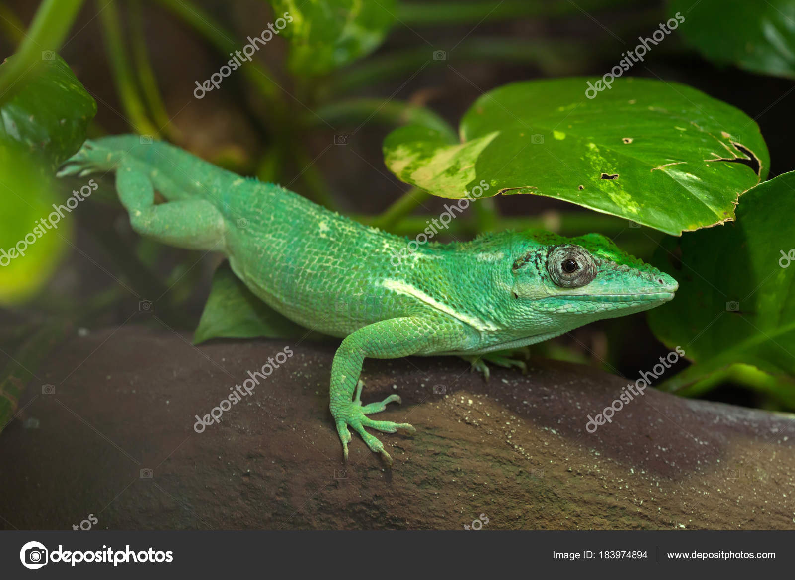 Imágenes de Green anolis lizard libres de derechos | DepositPhotos, image size:1600x1167