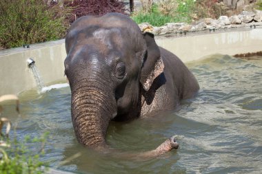 Hayvanat bahçesinde Yüzme Asya fili