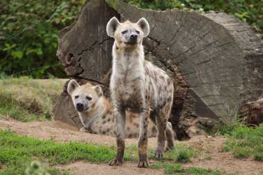 Spotted hyenas also known as laughing hyenas clipart