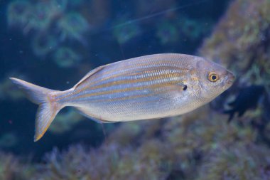 Küçük Salema porgy balık